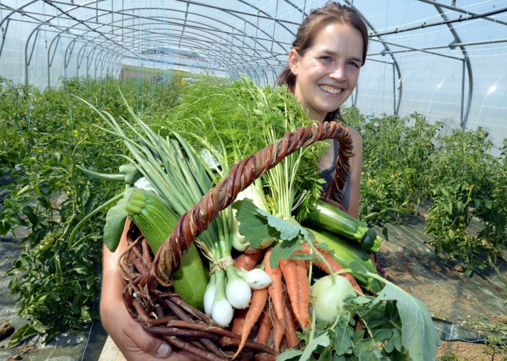 Panier de légumes, Dyena et Lyna, frais de saison proposer par la ferme Guichard.